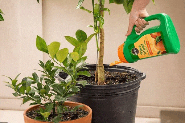 بهترین کود برای درختان میوه در بهار